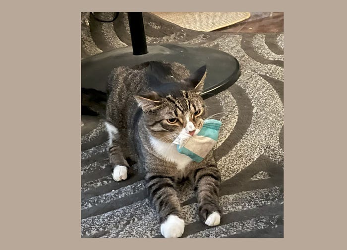 Picture of a tabby cat on a grey carpet with circular stripes. He has a blue and white stuffed toy in his mouth that is supposed to be a little container of milk.