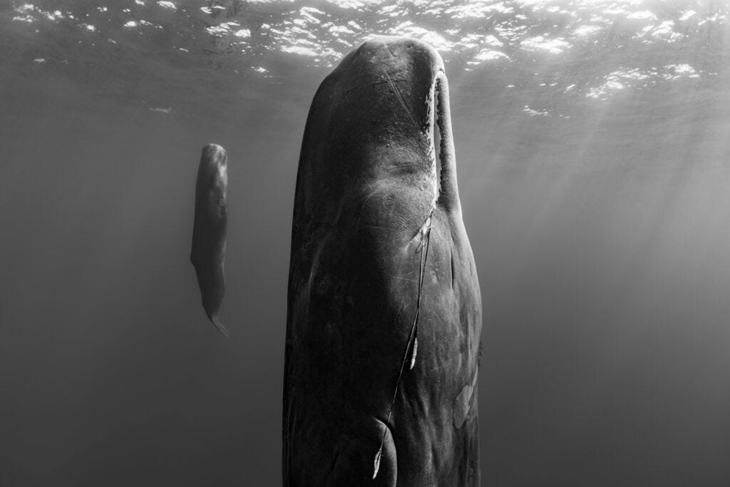 Suspended Grace – Paul Nicklen