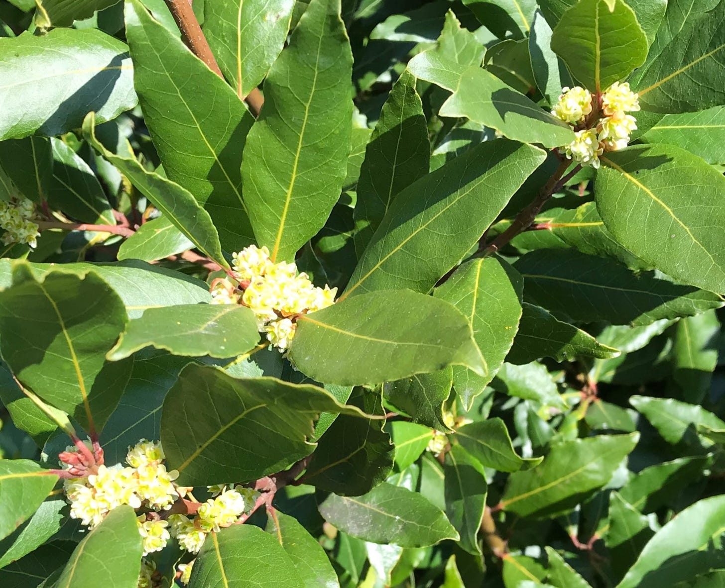 Glossy green leaves with fragrant white flowers