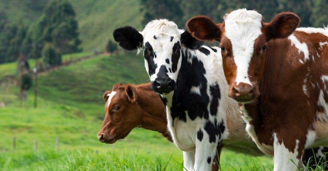brown and white cow on green grass field during daytime