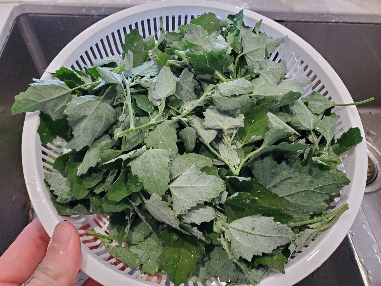 Chenopodium album [harvested] 20221214_134010 sml.jpg
