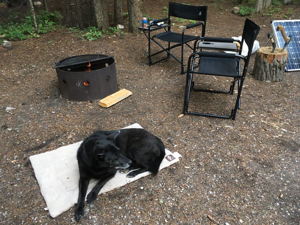 Black dog sitting by the campfire