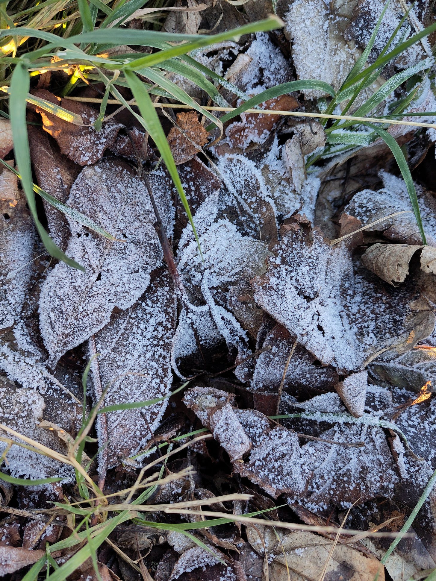 A picture of frost covering dead leaves on the ground.