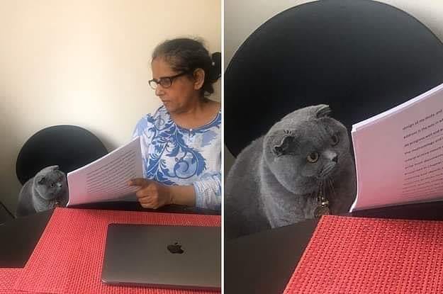 Woman showing paper to cat Meme Generator