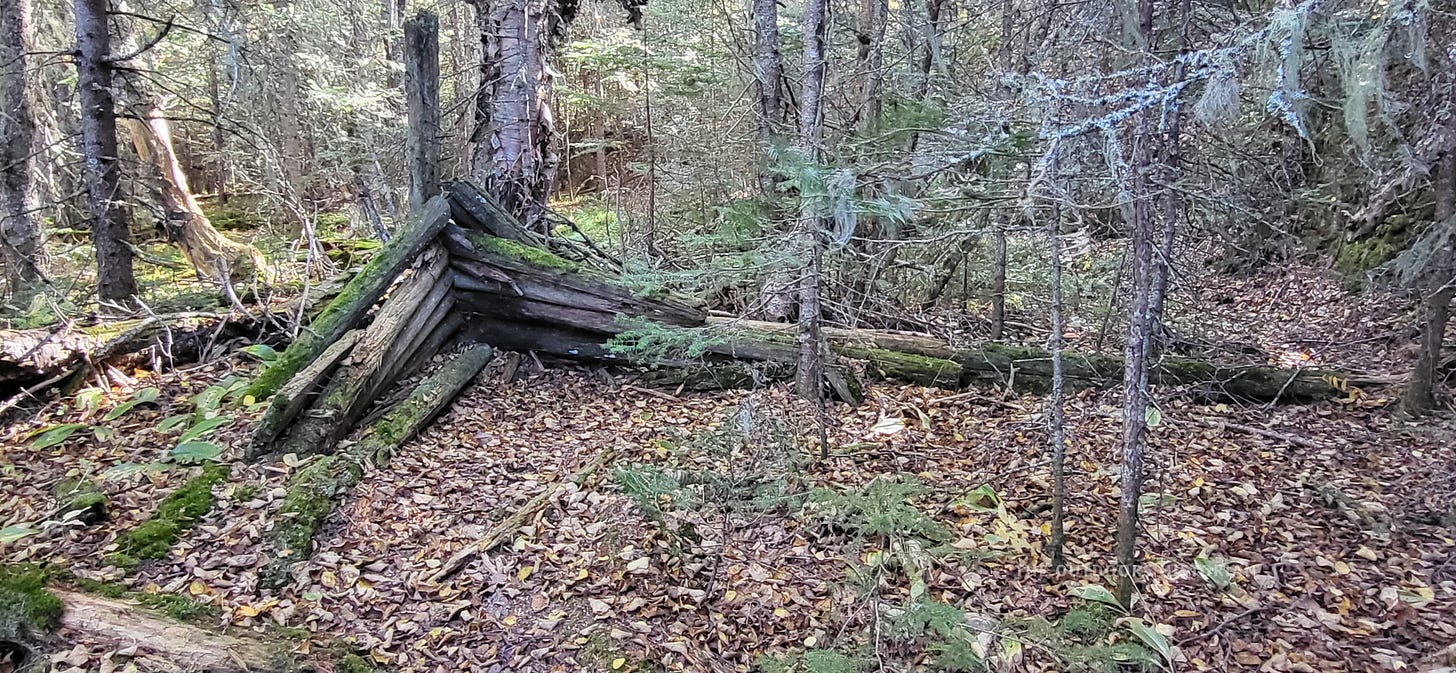 A log foundation corner almost hidden by overgrown green grass and fallen leaves in a wooded area.