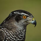 Introduction to the Open LLM Falcon-40B: Performance, Training Data, and Architecture