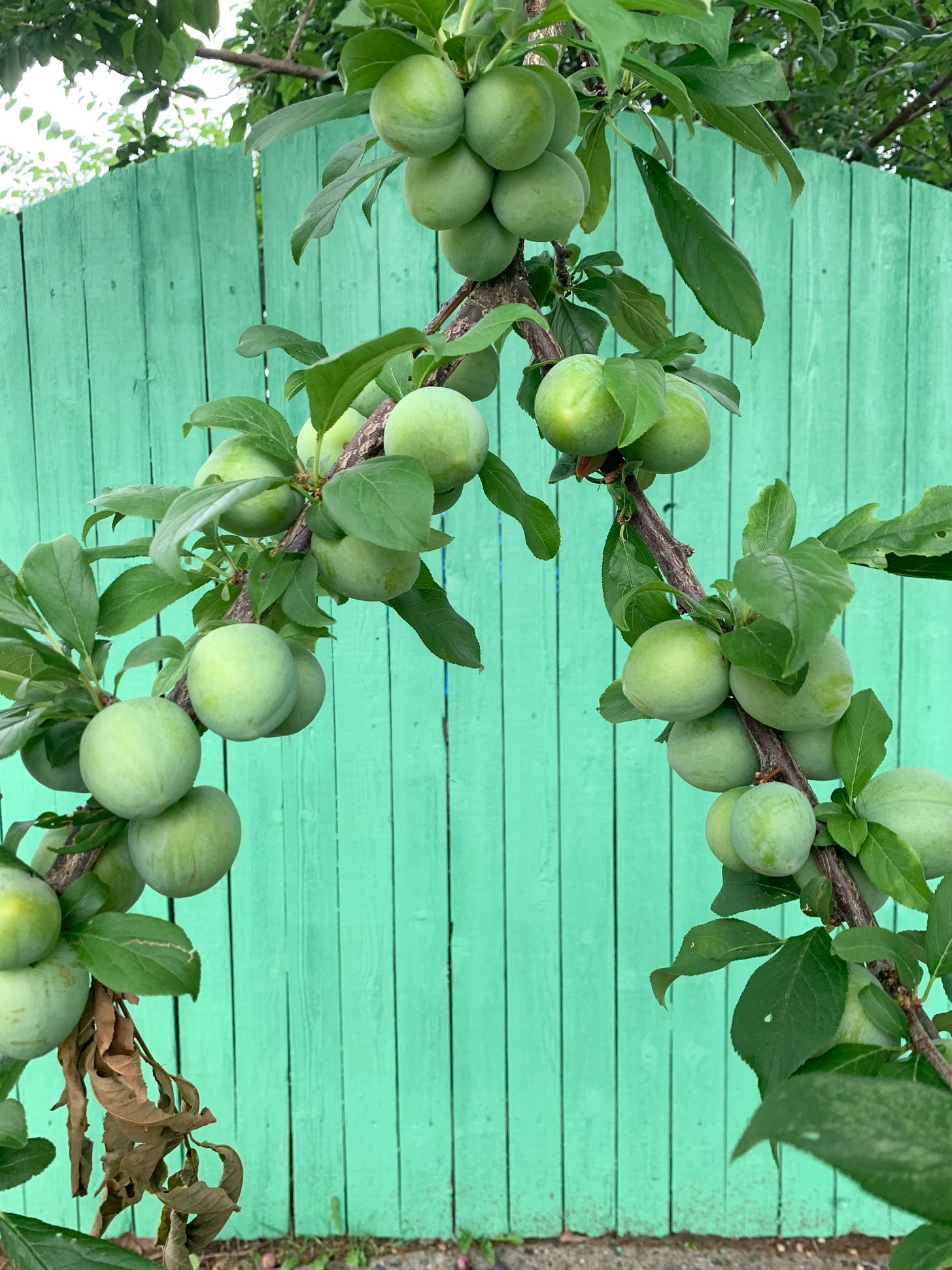 A shot of a branch of a peach tree with unripe peaches weighing the branch down in front of a colgate green fence.