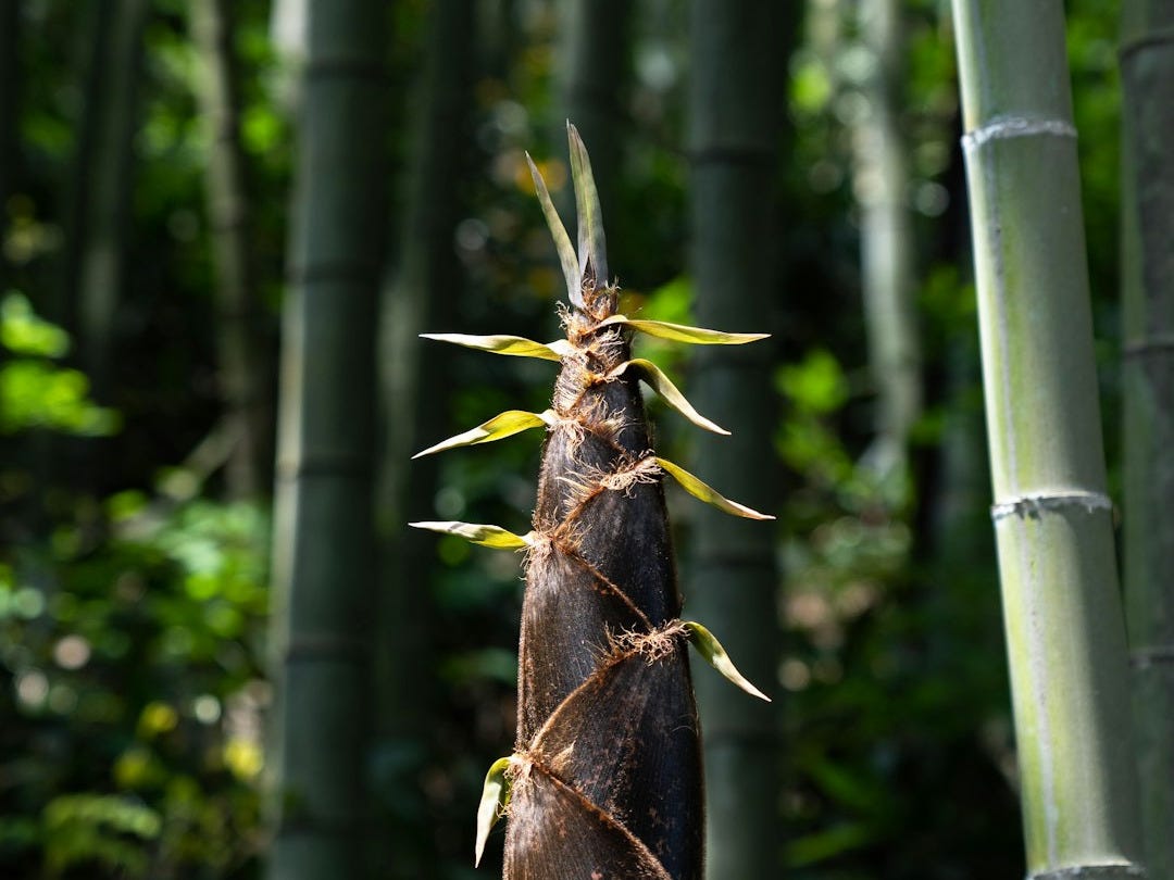 a tall bamboo tree with lots of green leaves