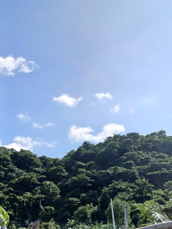 Blue sky and trees