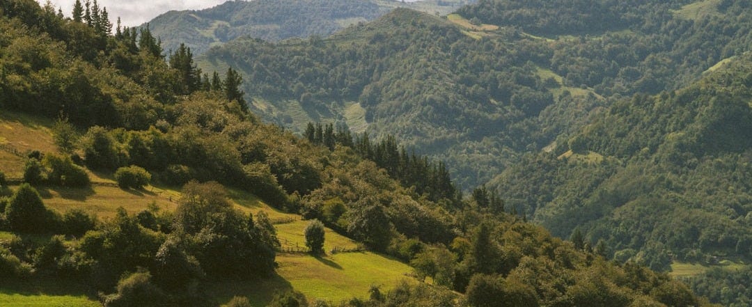 a lush green hillside covered in lots of trees