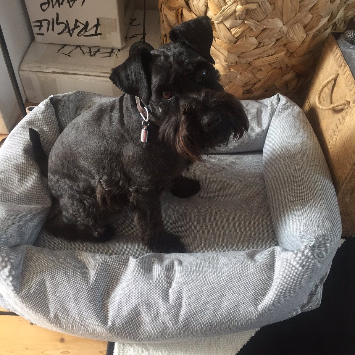 David Shrigley on X: "Thank you @cloud7berlin Inka loves her new bed!  https://t.co/XQ0qWs5mjo" / X