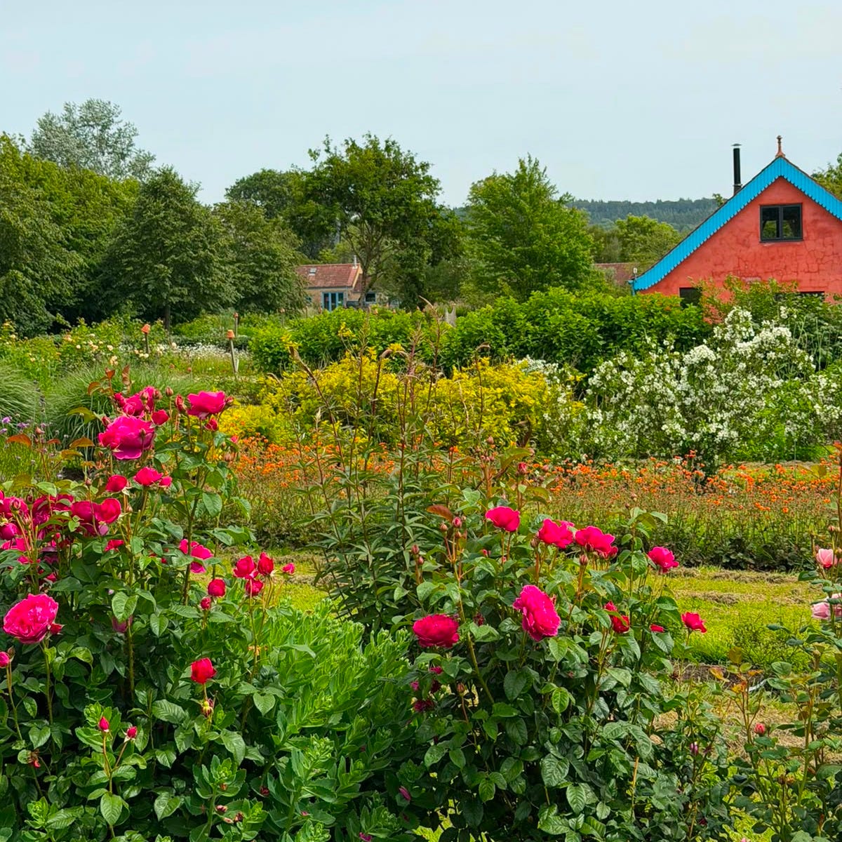 Image shows cut flower beds at Common Farm Flowers full of roses, geums, foliage and grasses - with the bright orange and blue studio in the background