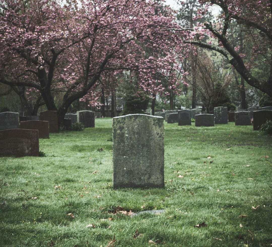 pink cherry blossom tree on green grass field