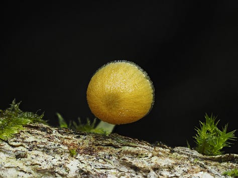 yellow mushroom on wood