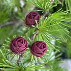 Tamarack - a true gem