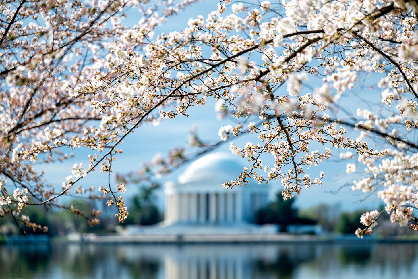 2026 Cherry Blossoms Wrap-Up - by David Coleman