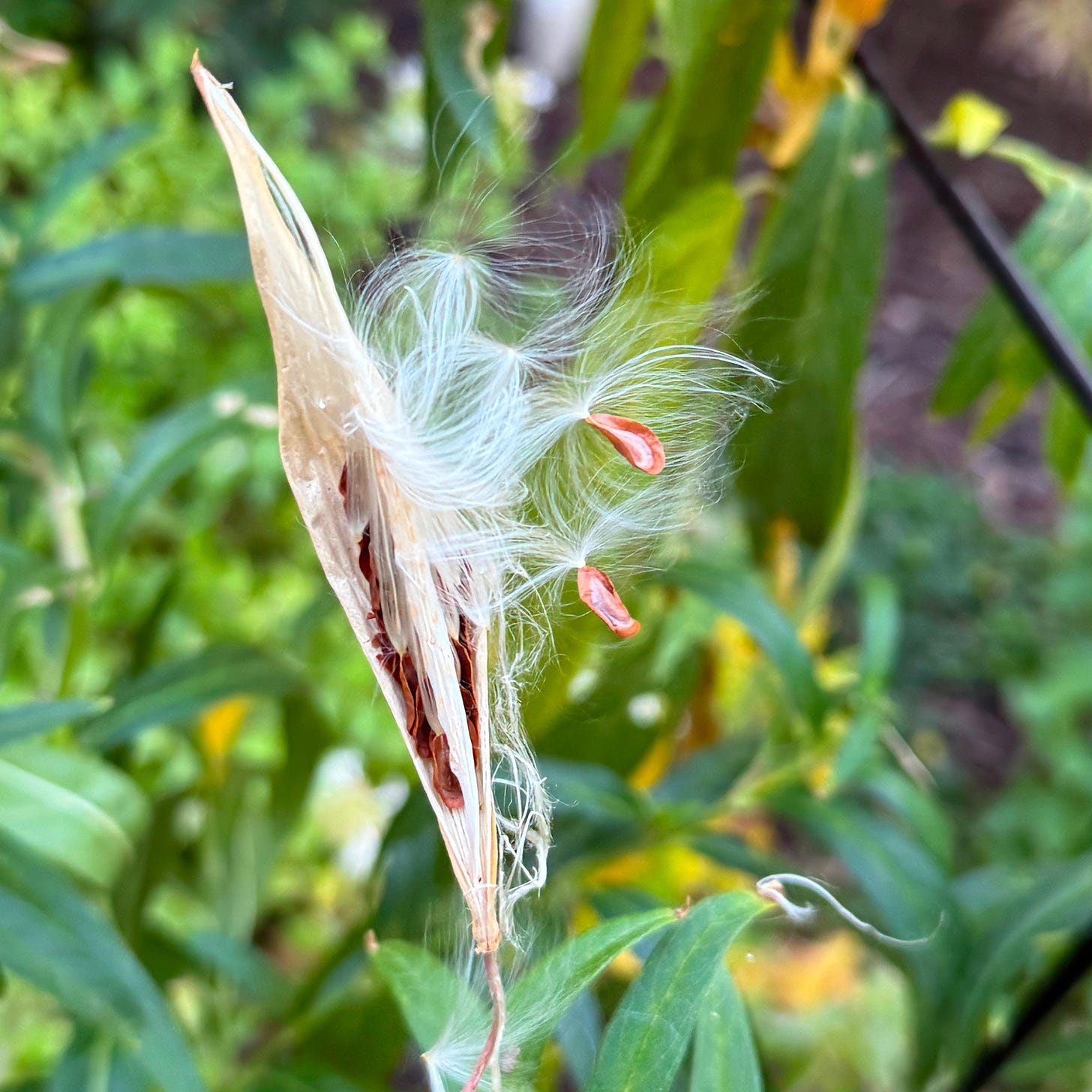 Milkweed seeds spill out of a pod, dangling from white wisps ready to travel on the slightest breeze
