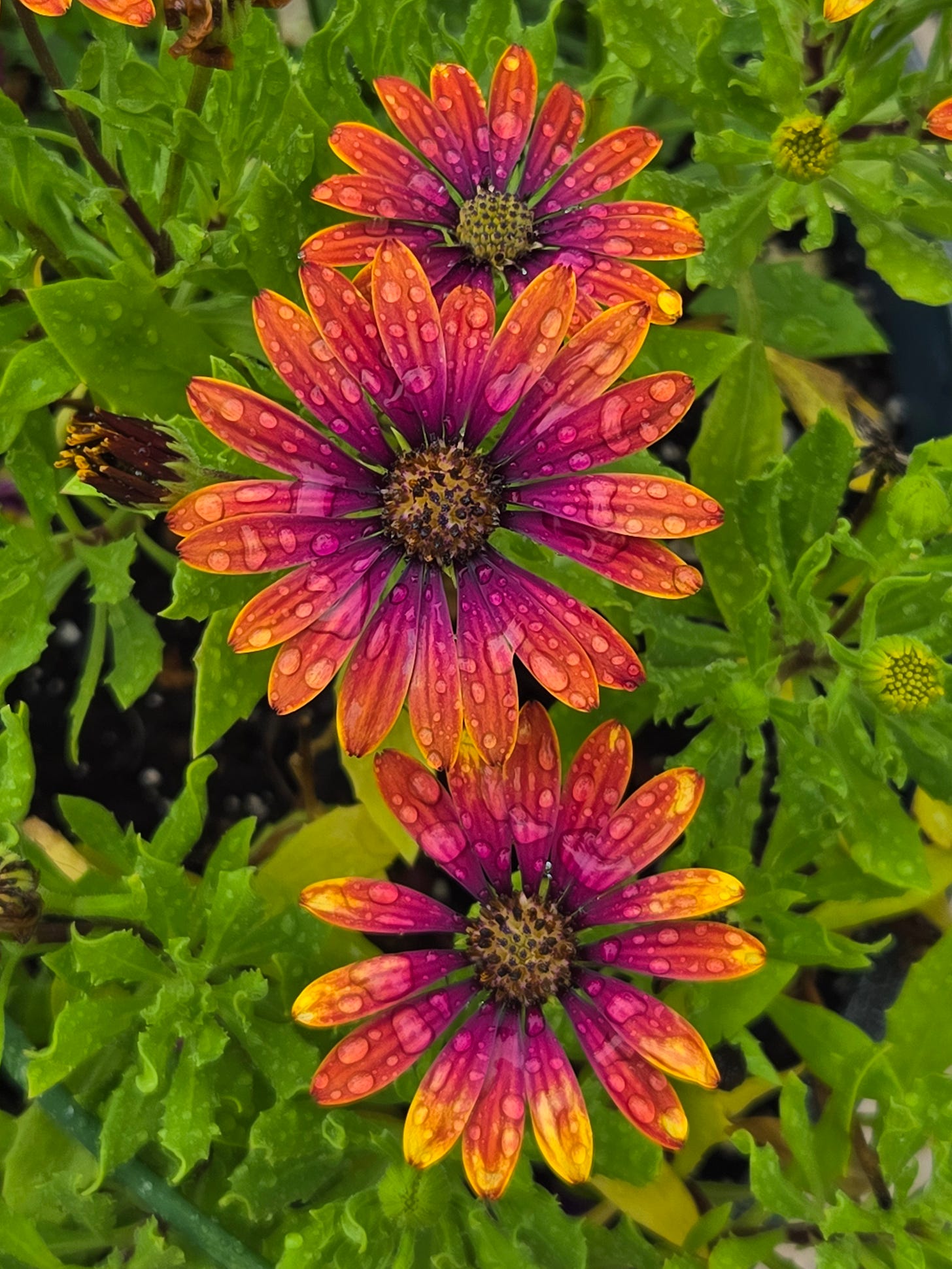 Zion Purple Sun Osteospermum, three flowers with purple, orange and yellow petals. There are raindrops dotting each petal. 