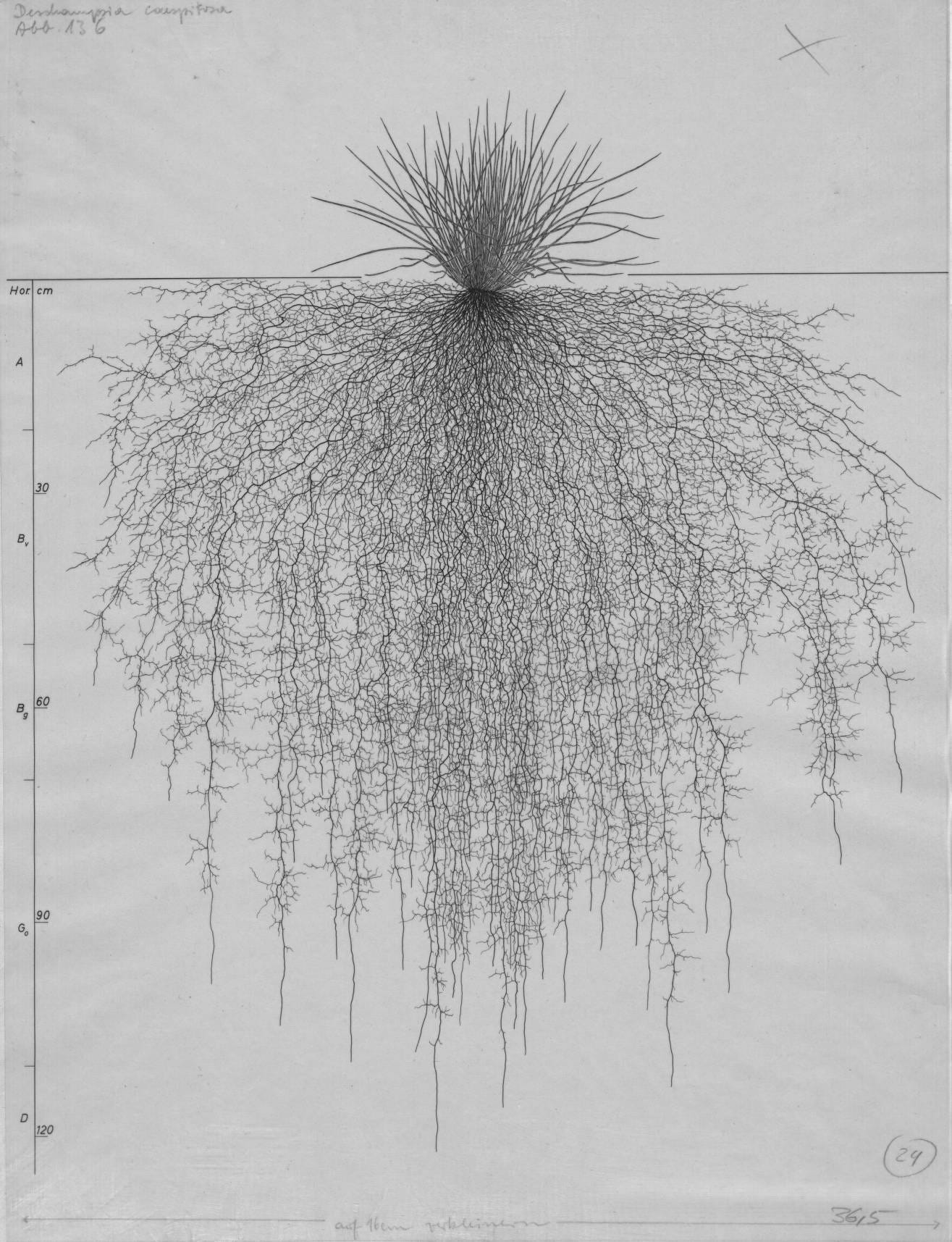 grass root drawing Deschampsia cespitosa, Lichtenegger, E. (1960), Wurzelatlas