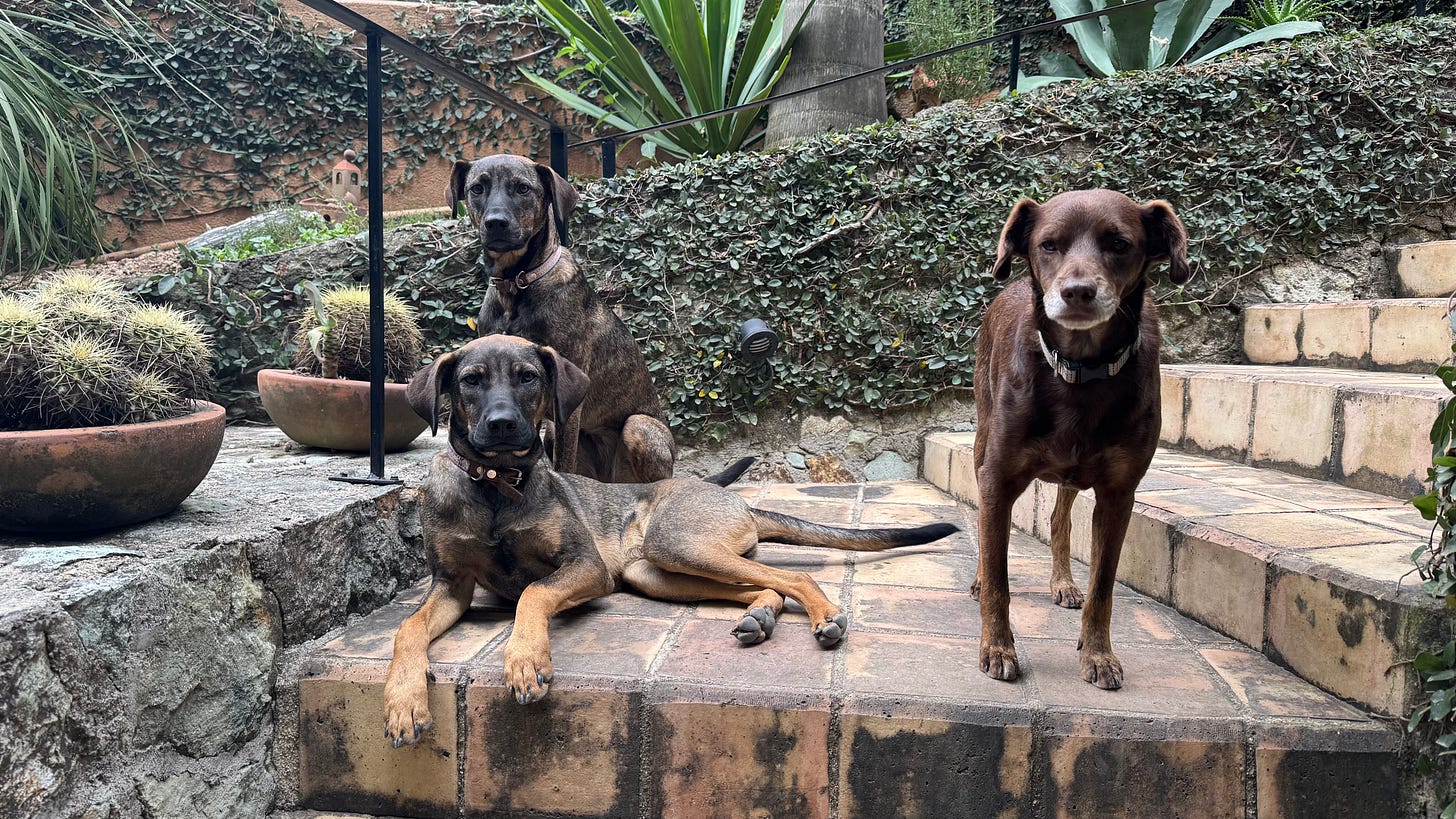 Three dogs on an outdoor tile staircase.
