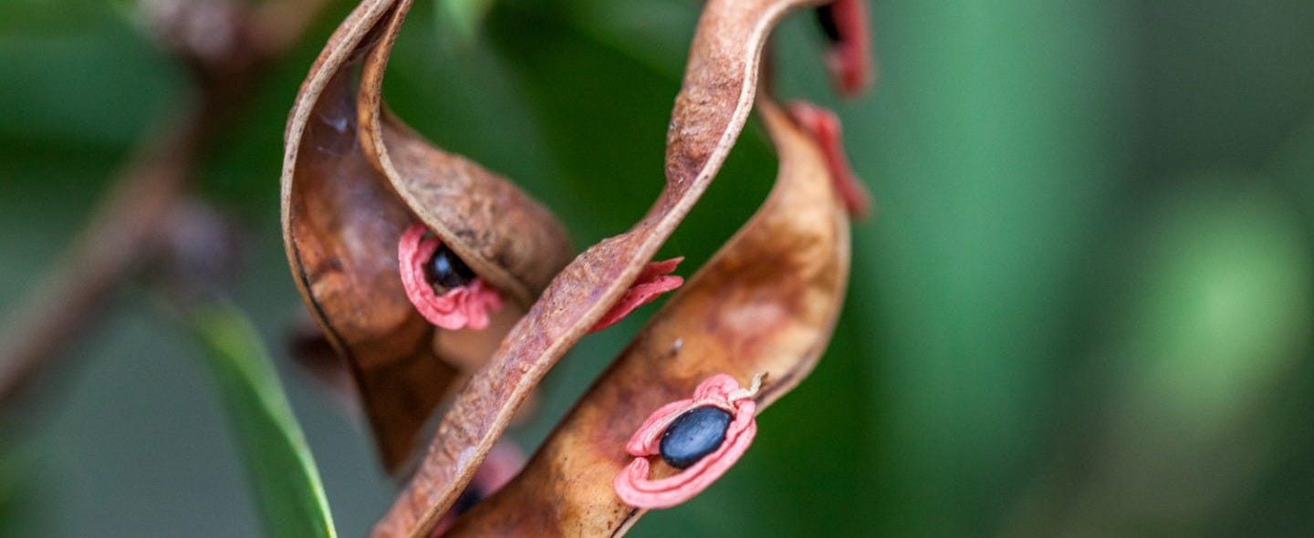 close-up photograph of a bean pod with green leaves in the background close-up photograph of a bean pod with green leaves in the background