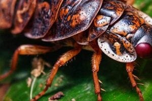 roach