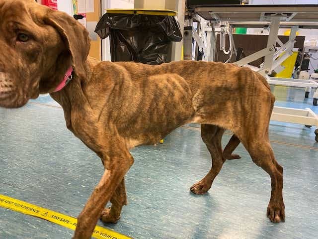 animal cruelty - latest news, breaking stories and comment - The Independent