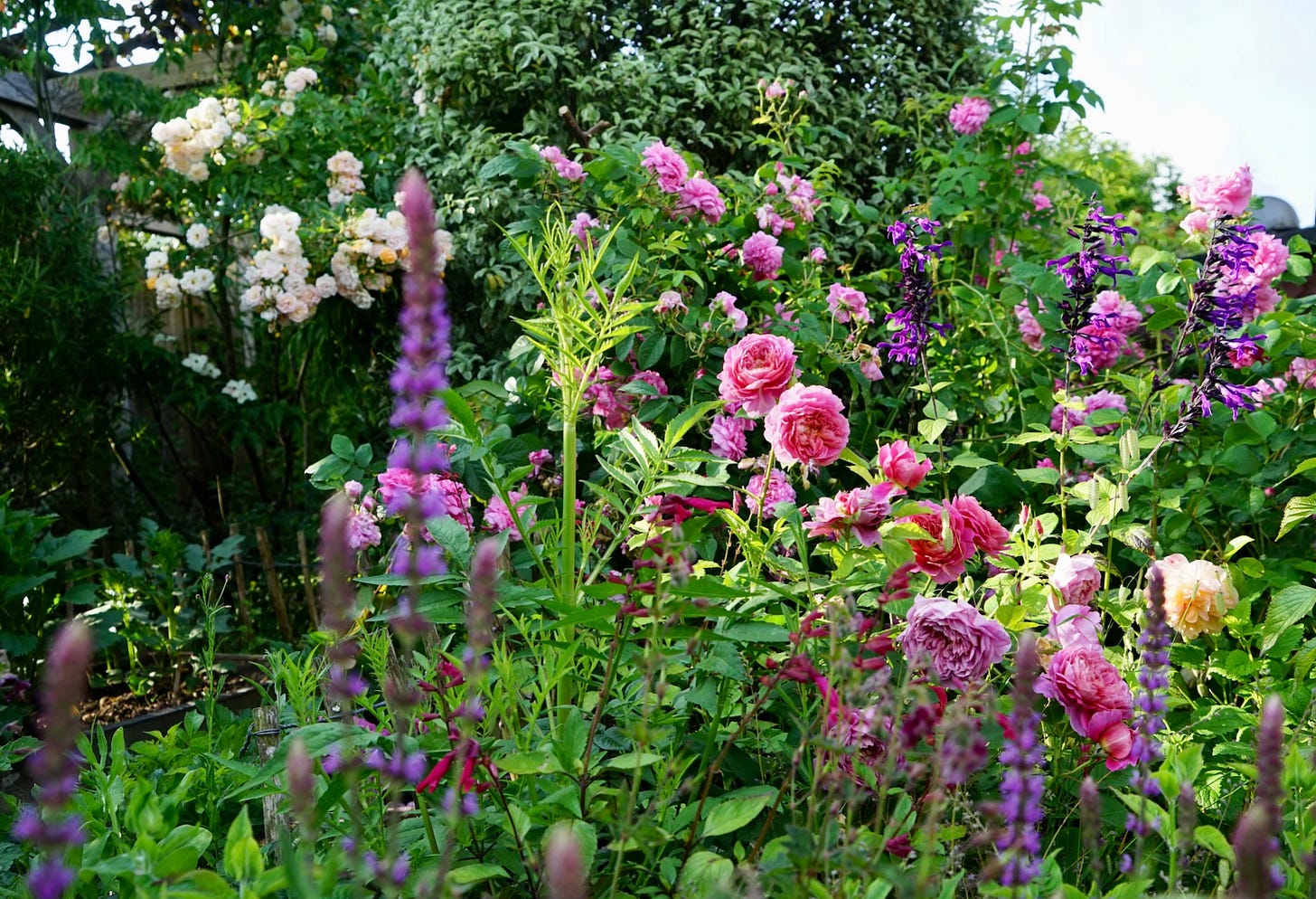  A pretty cottage garden  with pink roses