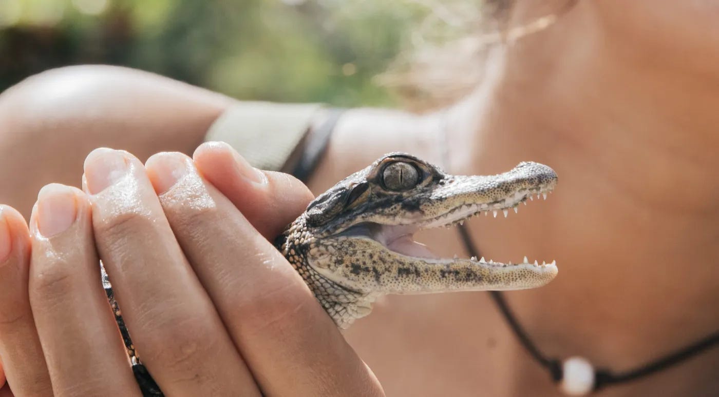 Alligator Encounter | Everglades Alligator Farm