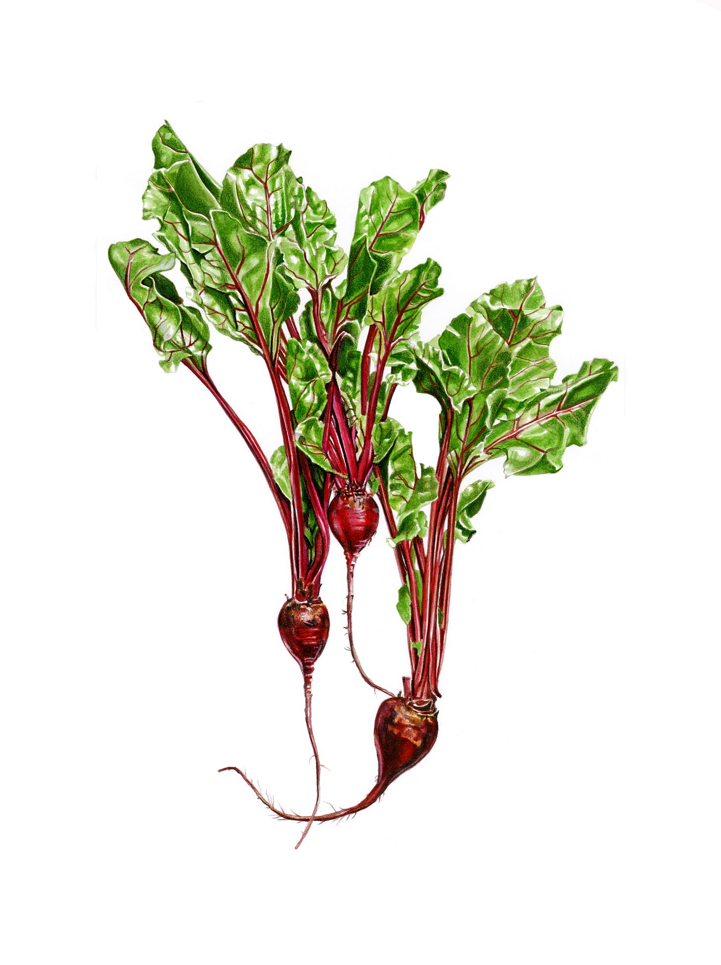 Beet watercolor painting