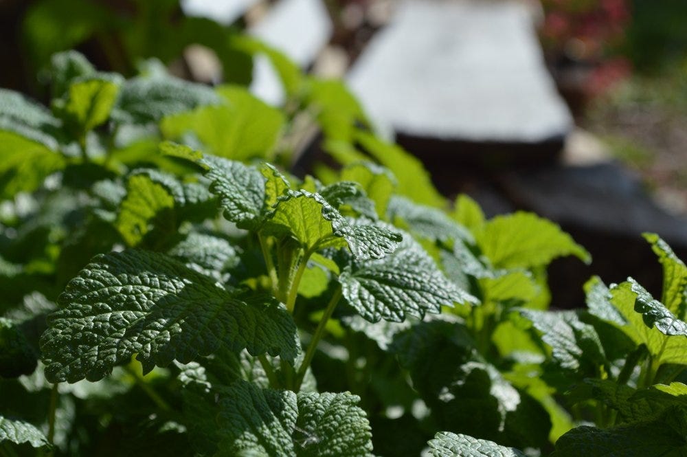 Melissa officinalis, lemon balm herb Melissa officinalis, lemon balm herb