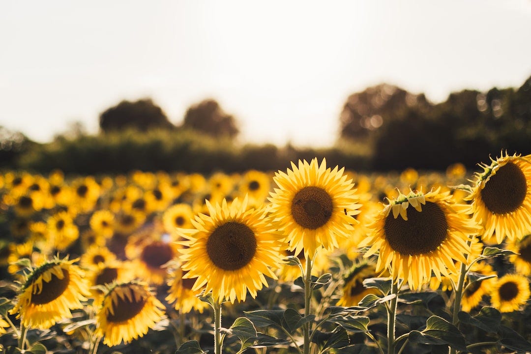 yellow sunflower field yellow sunflower field