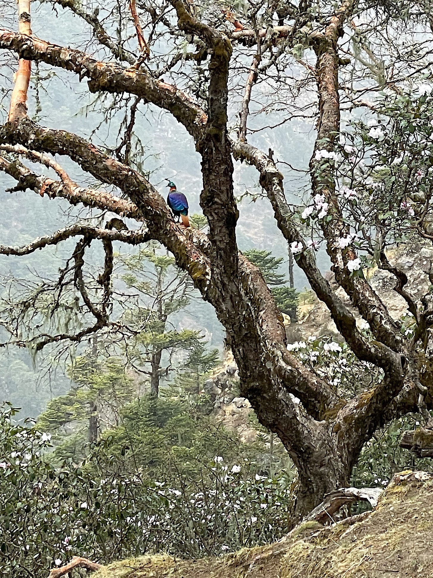 We spotted a danphe, the Nepali national bird; it looks a little like a peacock.