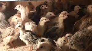 Pollo desesperado en jaula: video de stock (totalmente libre de regalías) 3370568 | Shutterstock Pollo desesperado en jaula: video de stock (totalmente libre de regalías) 3370568 | Shutterstock