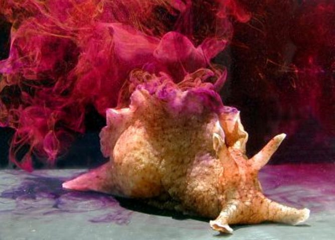 Aplysia dactylomela is one of the most abundant and cosmopolitan species of sea slugs.