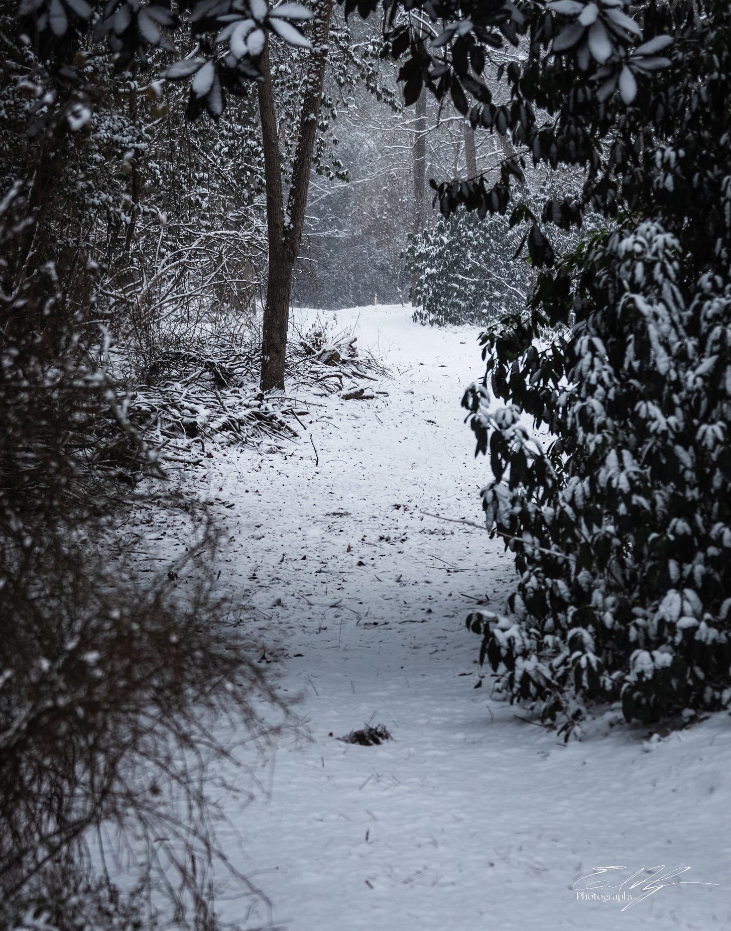 Snow covered path through the forest in Athens, Ga