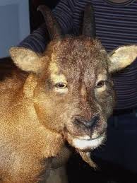 Myotragus balearicus to wymarły gatunek kozy jaskiniowej z Wysp  Balearskich, który wyginął około 4000 r. p.n.e. Był wyjątkowy, ponieważ  jako jedyna znana koza miała oczy skierowane do przodu, zapewniające  widzenie przestrzenne podobne
