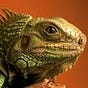 Lizard's avatar