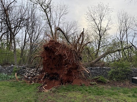 Big Tree Down