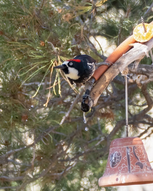 20250430-Chiricahuas-218-Edit.jpg 20250430-Chiricahuas-218-Edit.jpg
