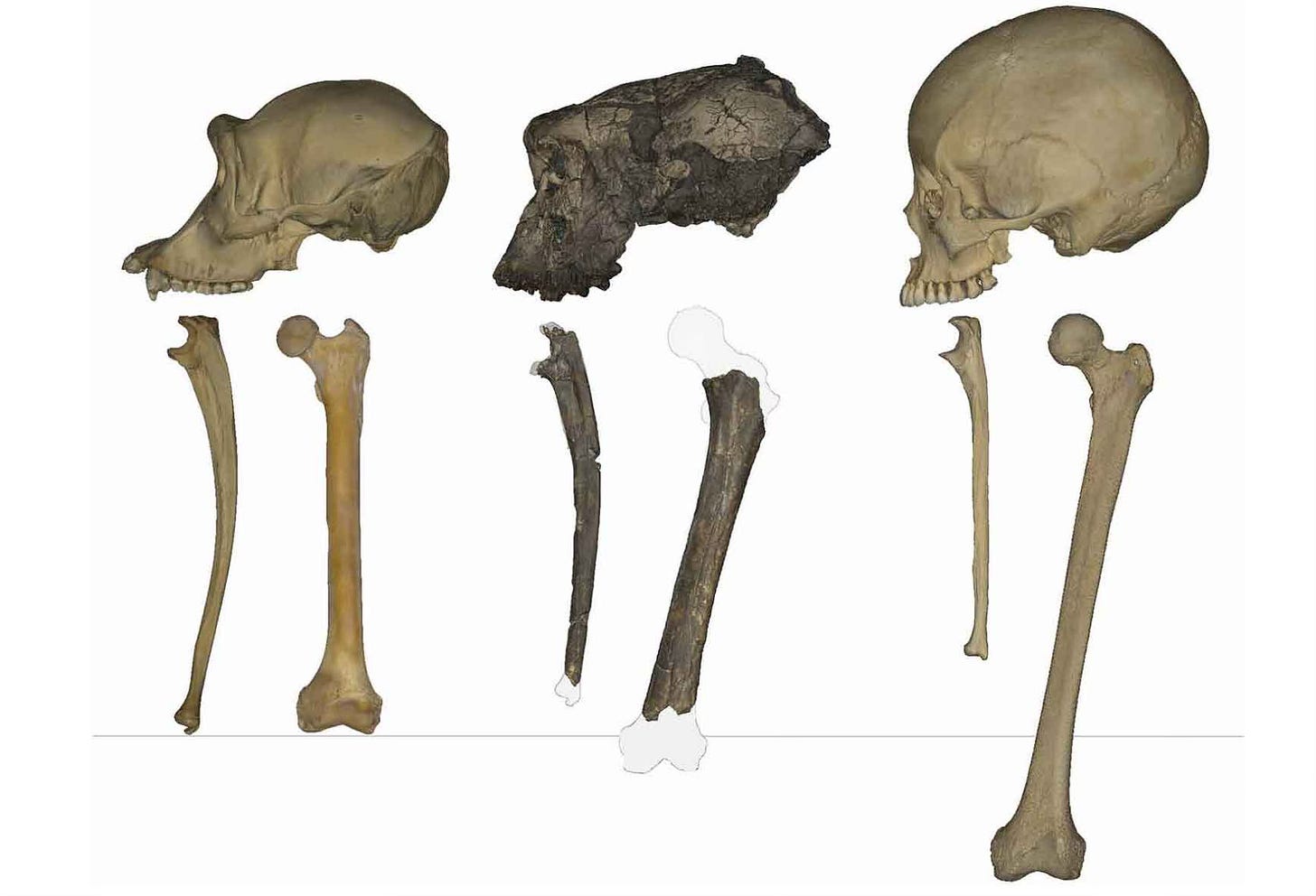 Sahelanthropus tchadensis skull, ulna, and femur compared with the same elements of a chimpanzee and human Sahelanthropus tchadensis skull, ulna, and femur compared with the same elements of a chimpanzee and human