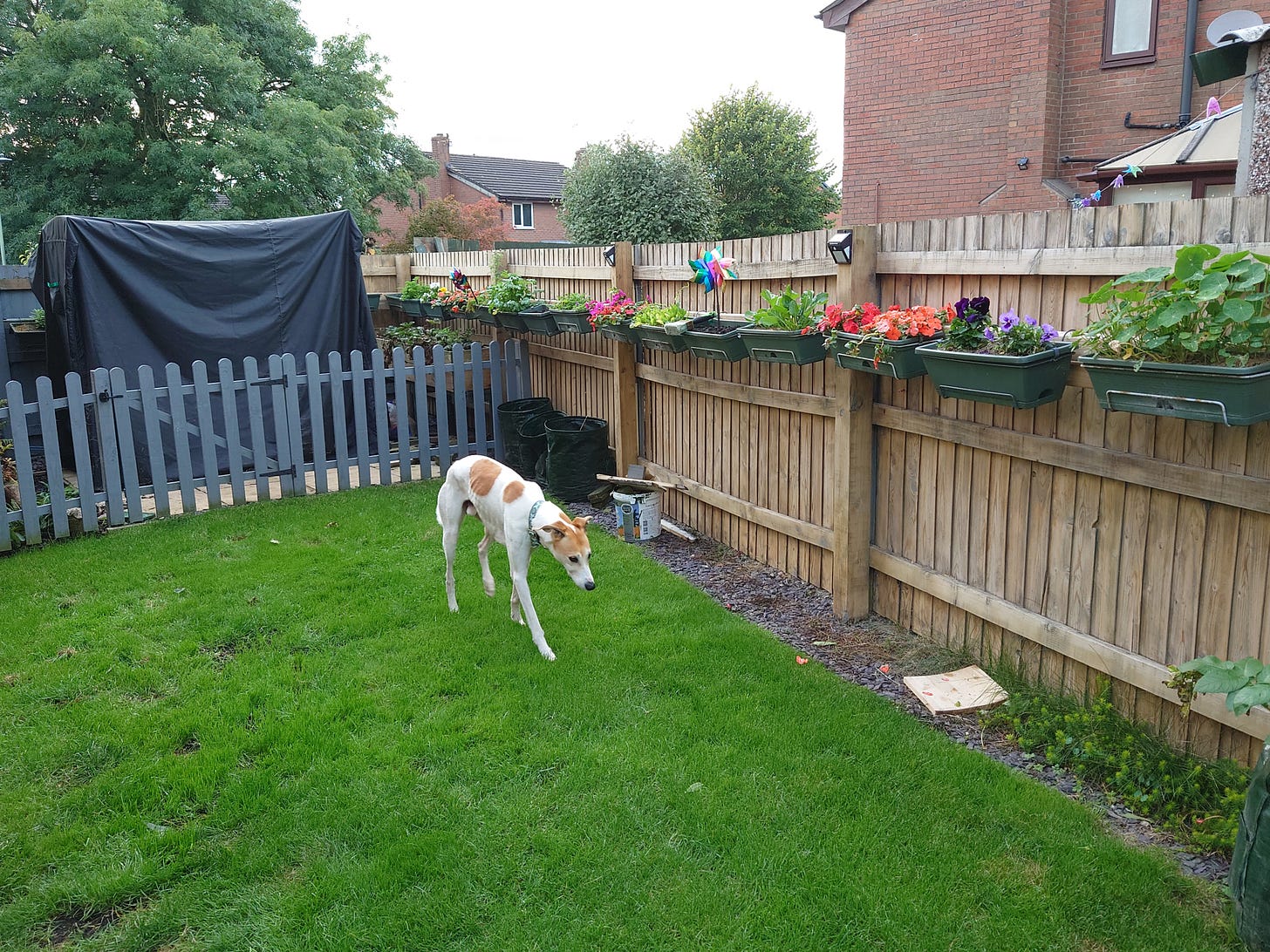 Balcony boxes along the main fence between us and next door, with some boxes still producing crops and others now showing flowers