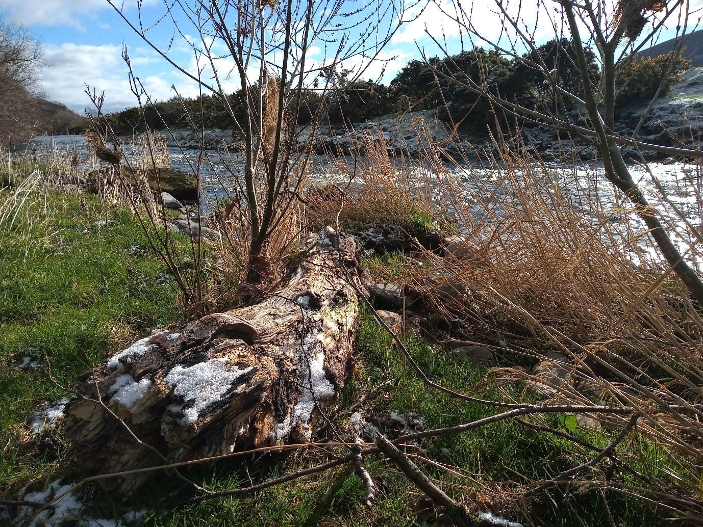 A picture containing tree, outdoor, plant

Description automatically generated
