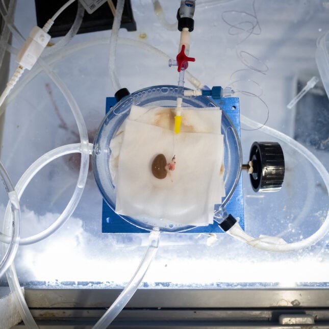 A rat kidney at the ATP-Bio Bioheat and Mass Transfer Laboratory at the University of Minnesota on June 9, 2022.
