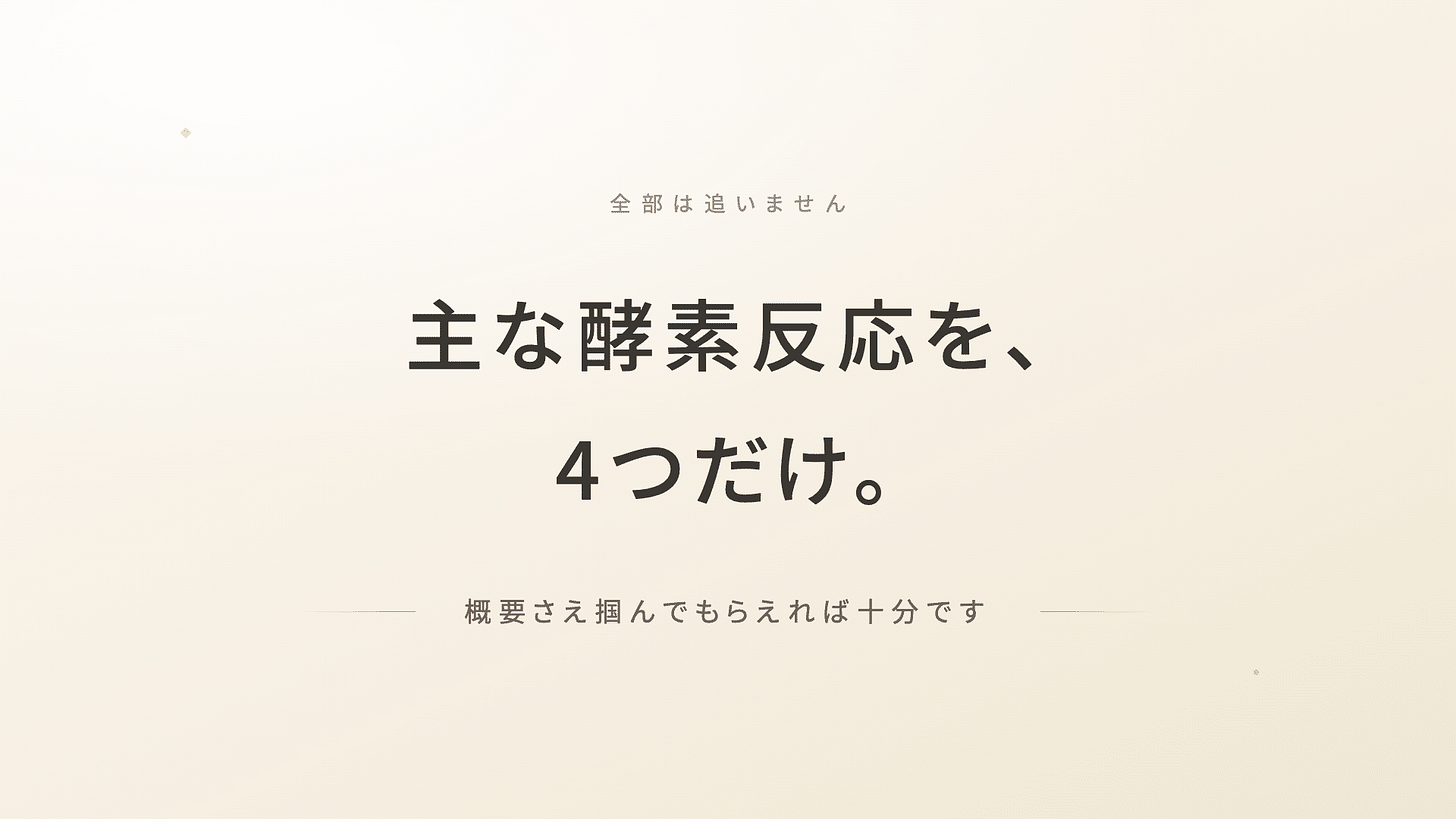 クエン酸回路_解糖系_電子伝達系_ミトコンドリア | 精密栄養学