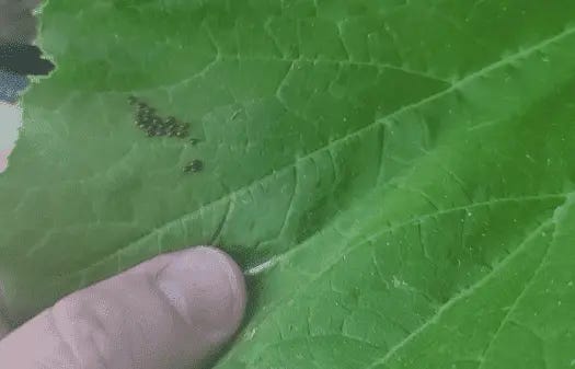 Did I just catch some Aphids before they hatch? Also what are these bugs??