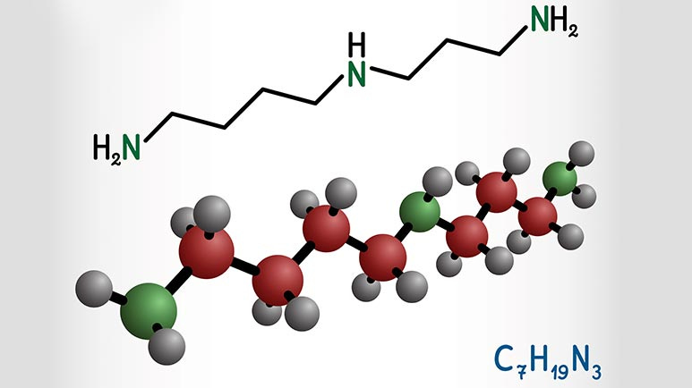 spermidine fertility longevity