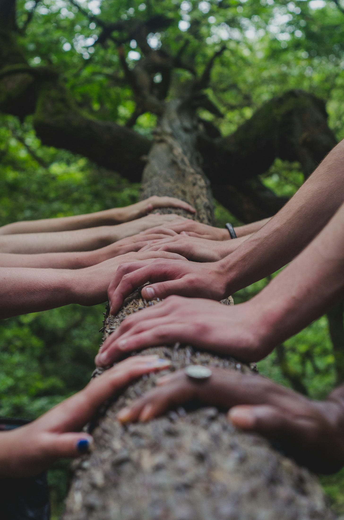 A group of people are connecting to the trunk a life giving tree in a group of trees - also known as a forest