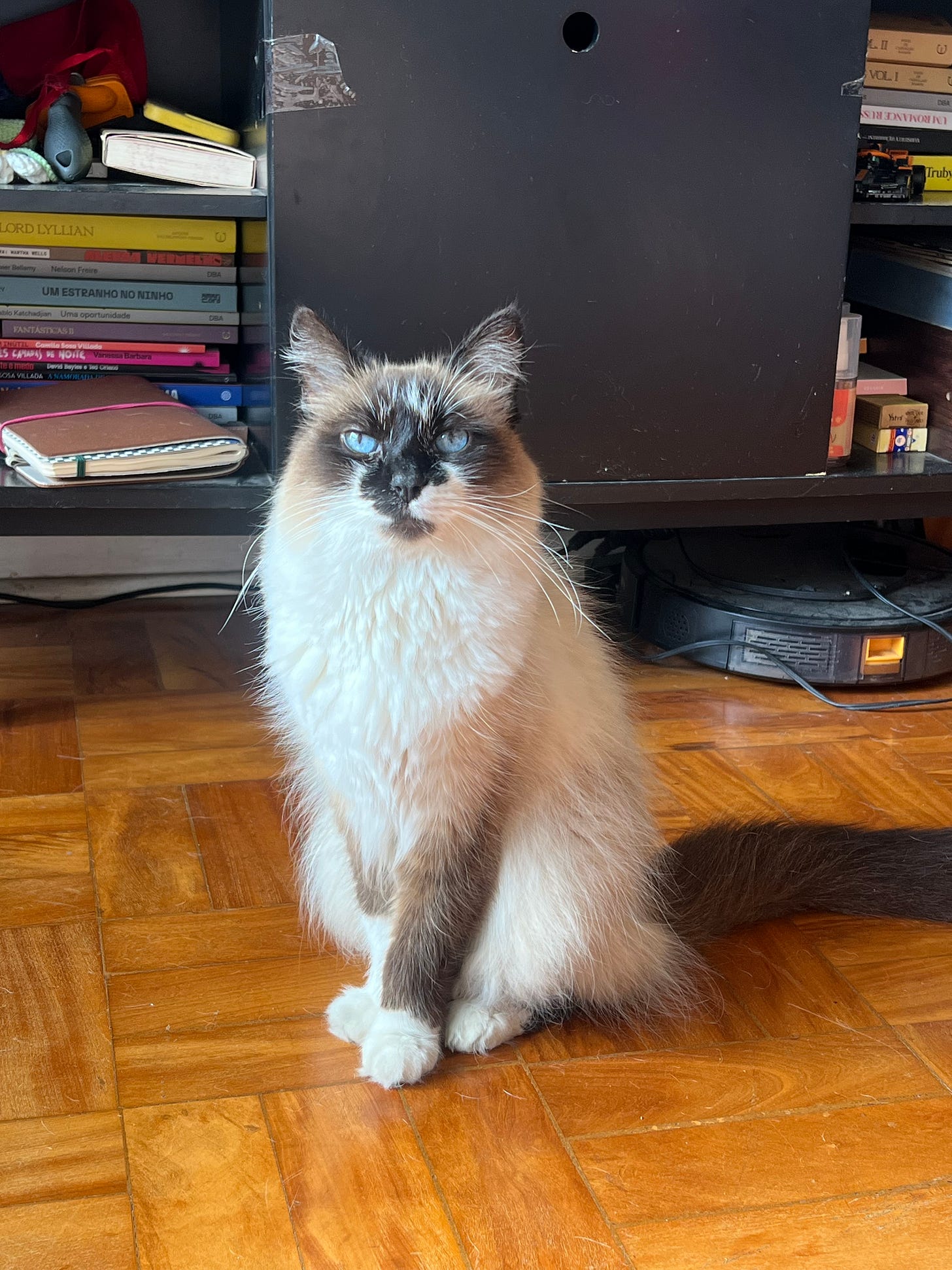 Gata de pelagem siameza, mas com pelo mais longo, sentada no chão da sala e encarando a câmera com seriedade.