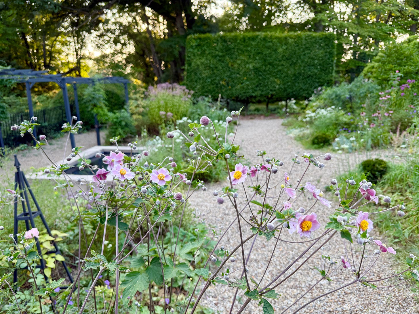 Japanese Anemone ‘September Charm’ is just beginning and will hopefully bloom for weeks if the heat is not too intense.